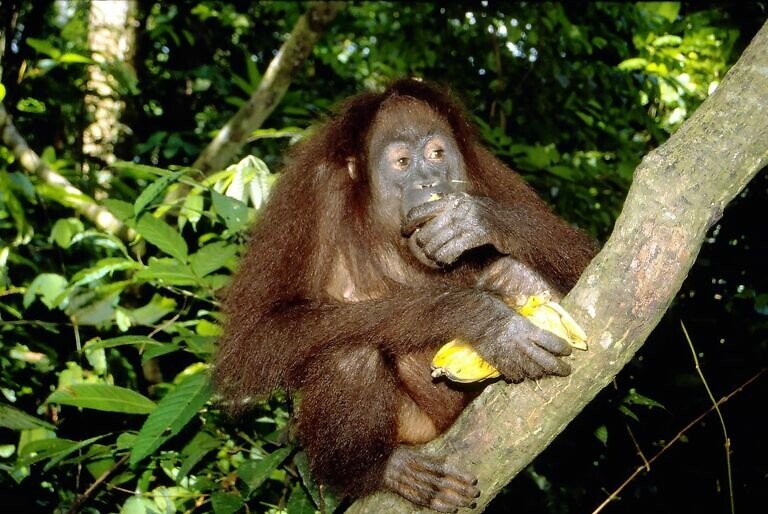 Maleisisch Borneo: Uncle Tan Wildlife Adventures (5)