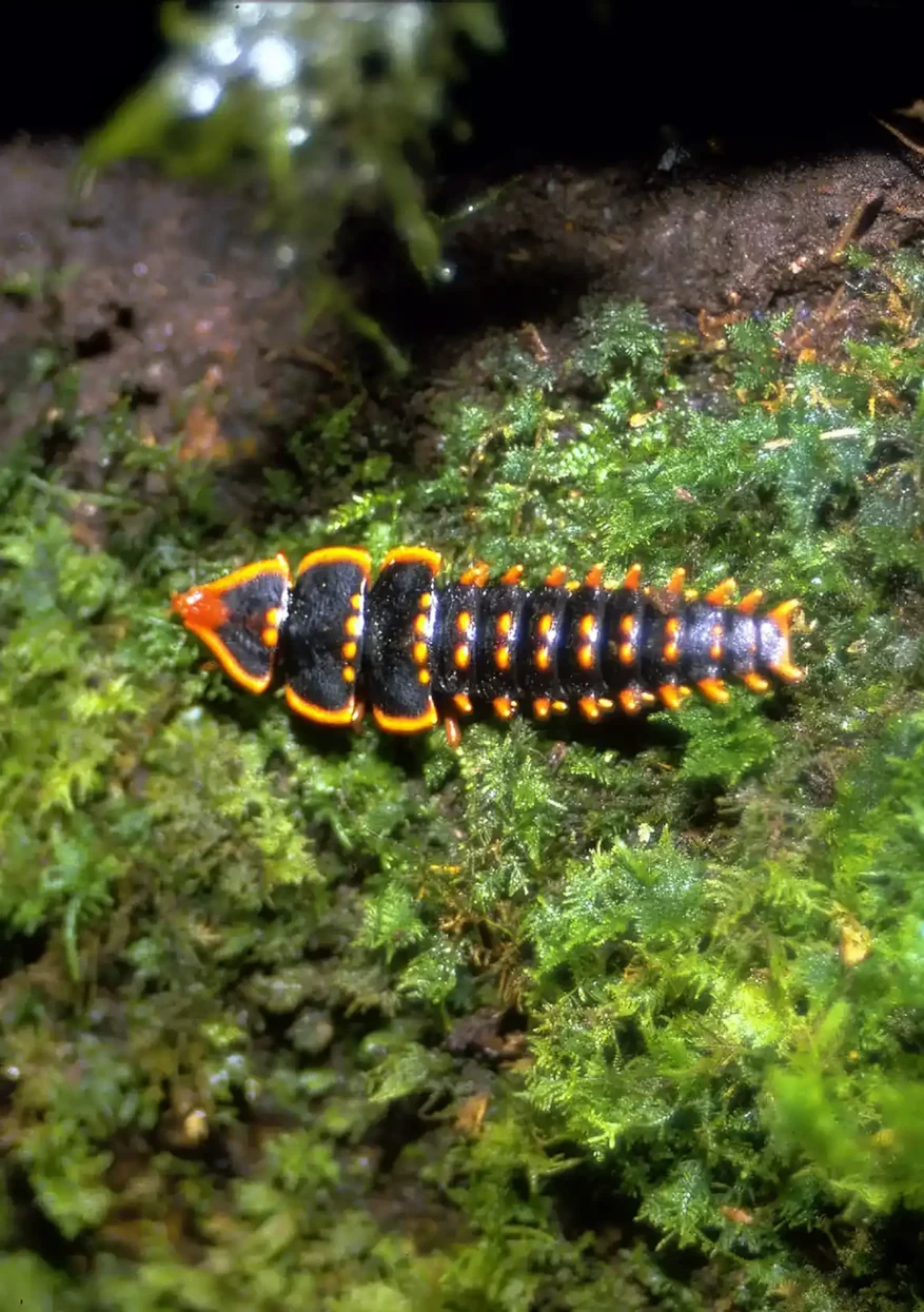 Kinabalu Park Beetle