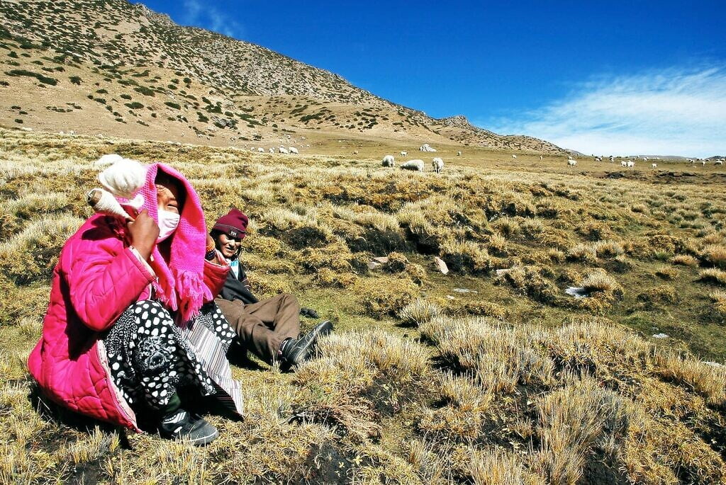 Herderskoppel Tibetaanse hoogvlakte