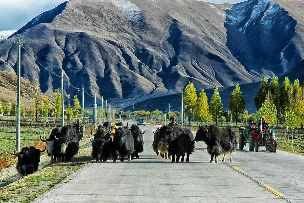 Overstekende yaks Tibet