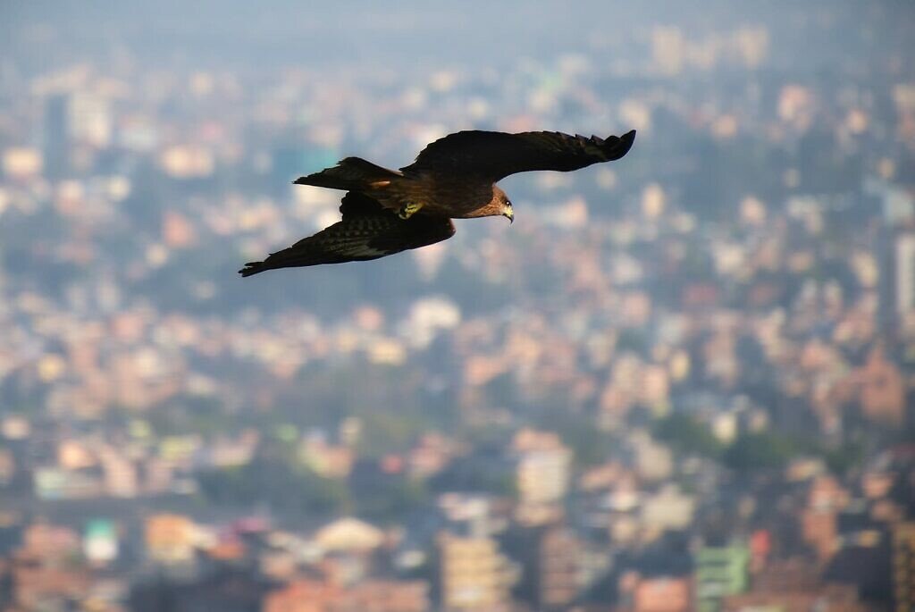 Arend boven Kathmandu