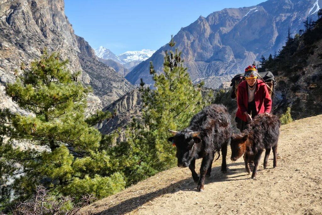 Himalaya koeien