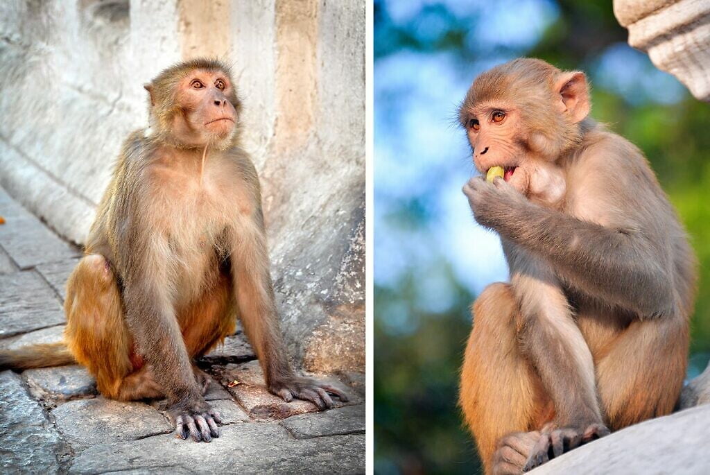 Swayambunath Monkey temple