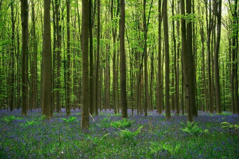 Het betoverende Hallerbos