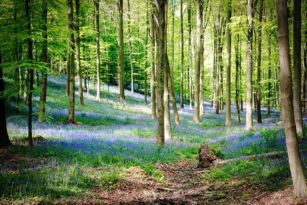 Hallerbos