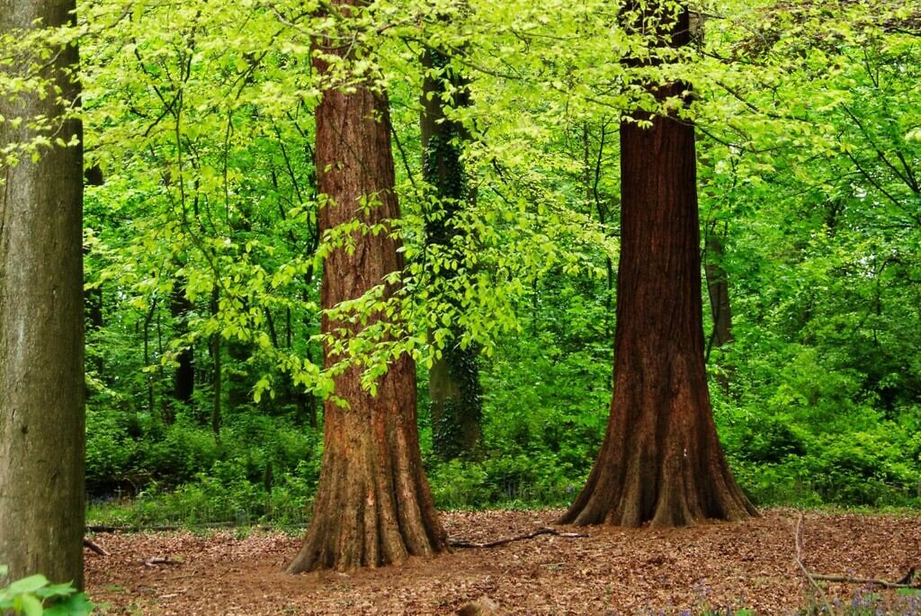 Hallerbos
