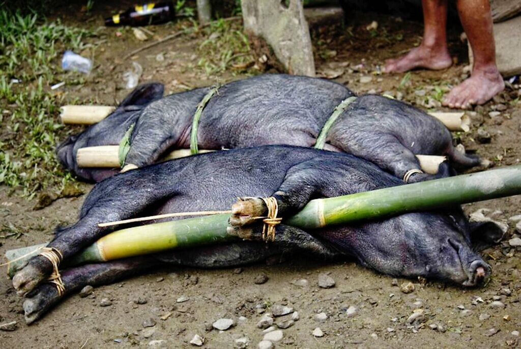Varkens klaar voor de slacht in Tana Toraja