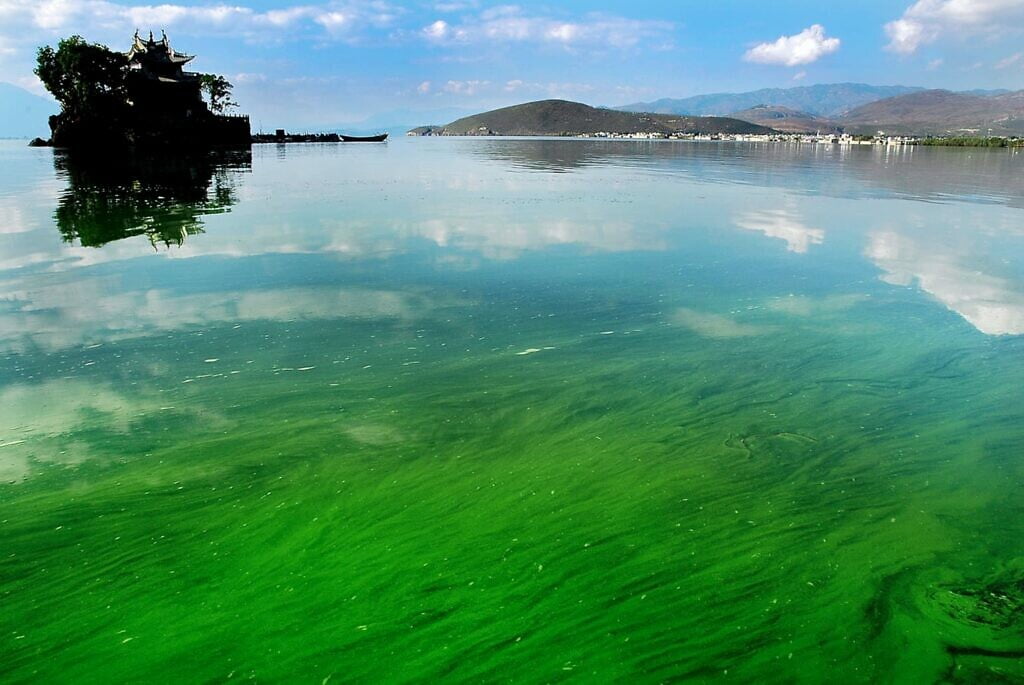 Groene algen in het Erhai meer