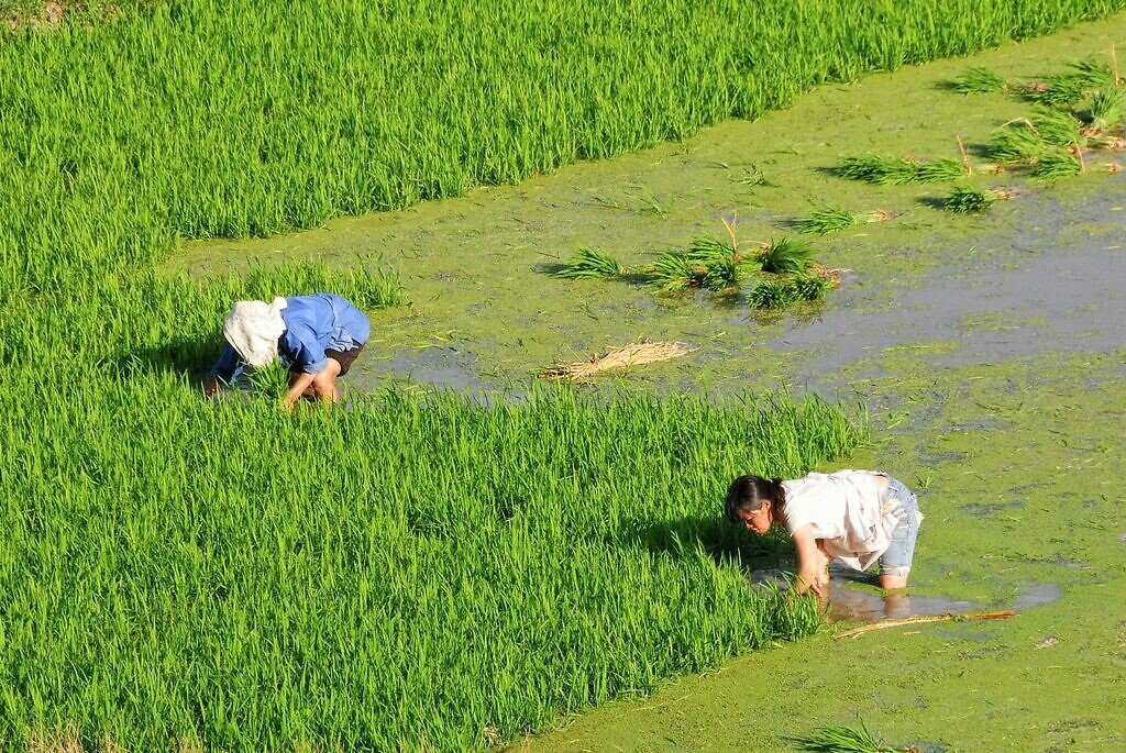 Arbeid in de rijstvelden