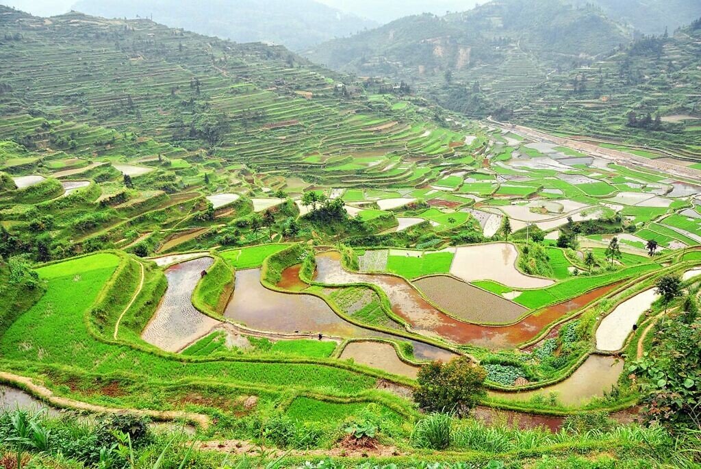 Xijiang rijstvelden