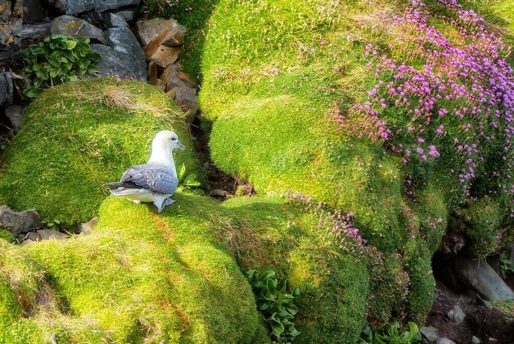 Loop Head, Ierland
