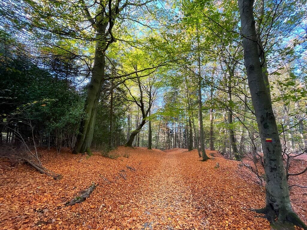 Herfst in de Hoge Venen