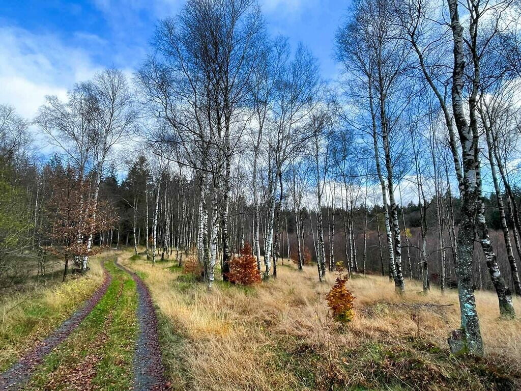 Berkenbos in Elsenborn