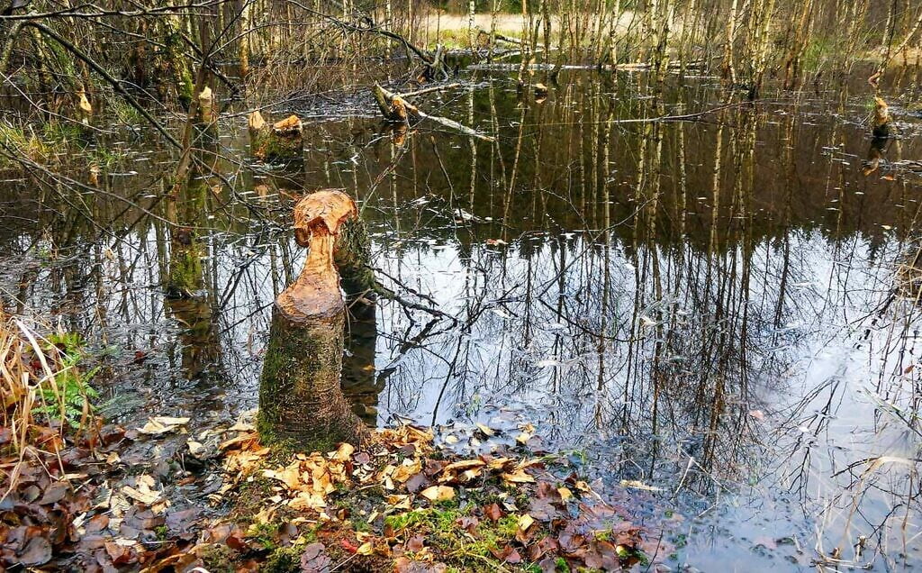 Bevers aan het werk
