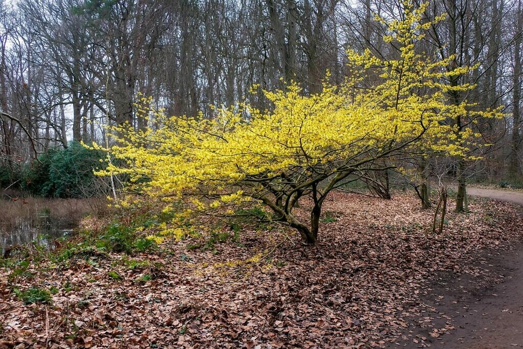 Gele Kornoelje (Domein de Renesse)