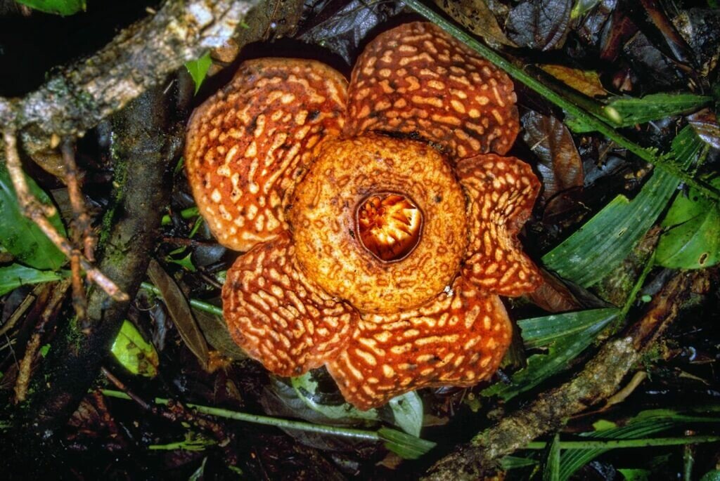 Rafflesia bloem in Sarawak