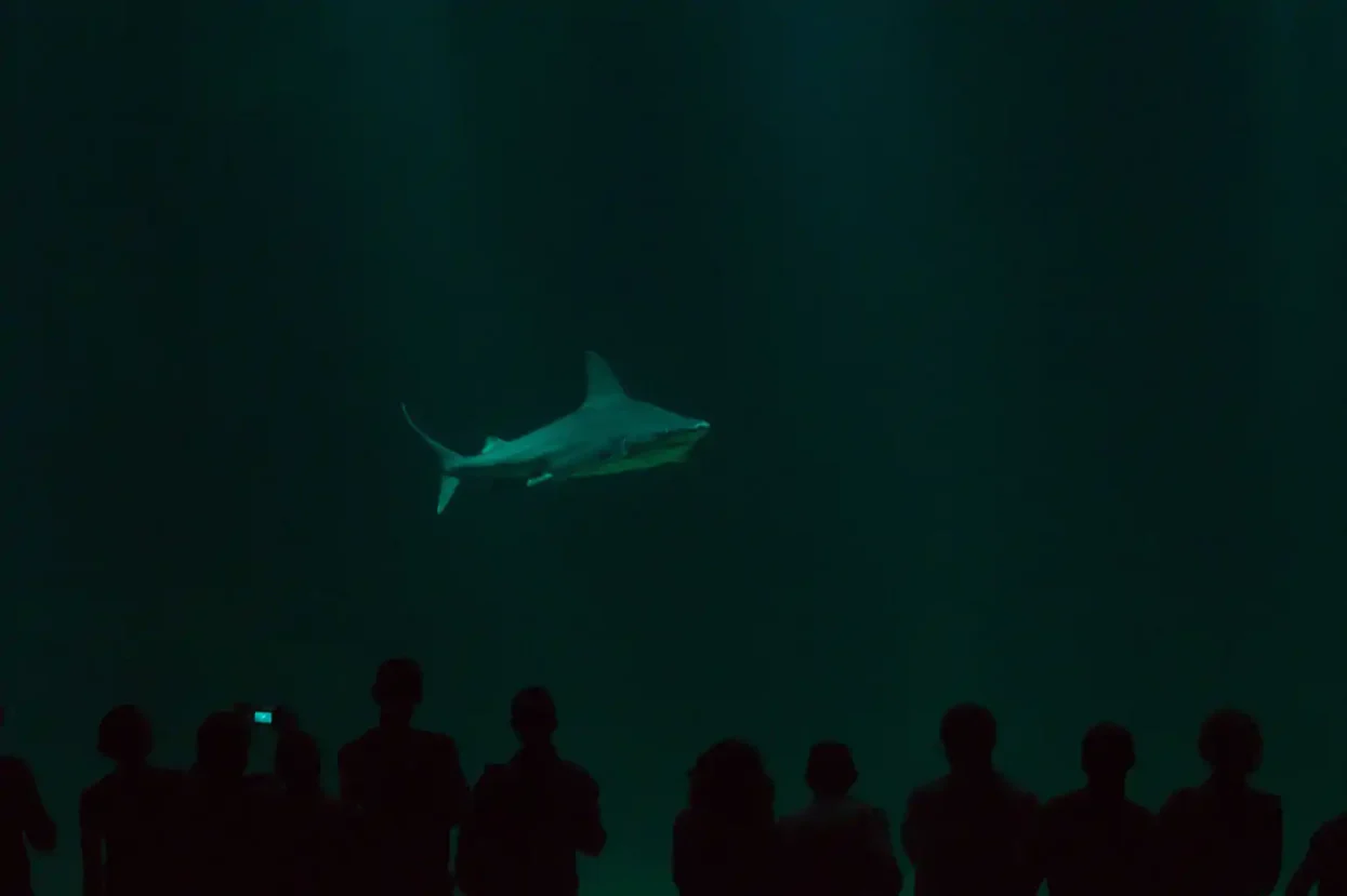 Nausicaá, het grootste aquarium in Europa