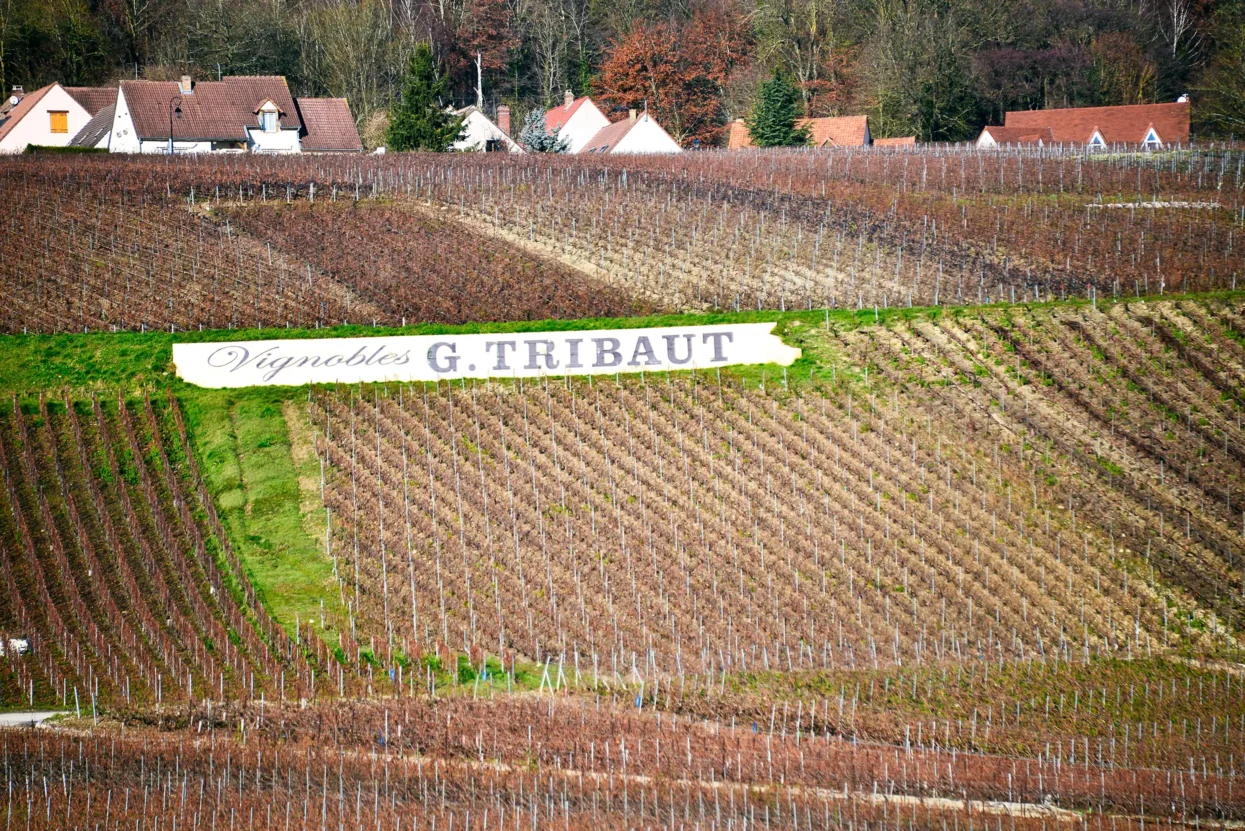 Champagnevelden Tribaut in Hautvillers