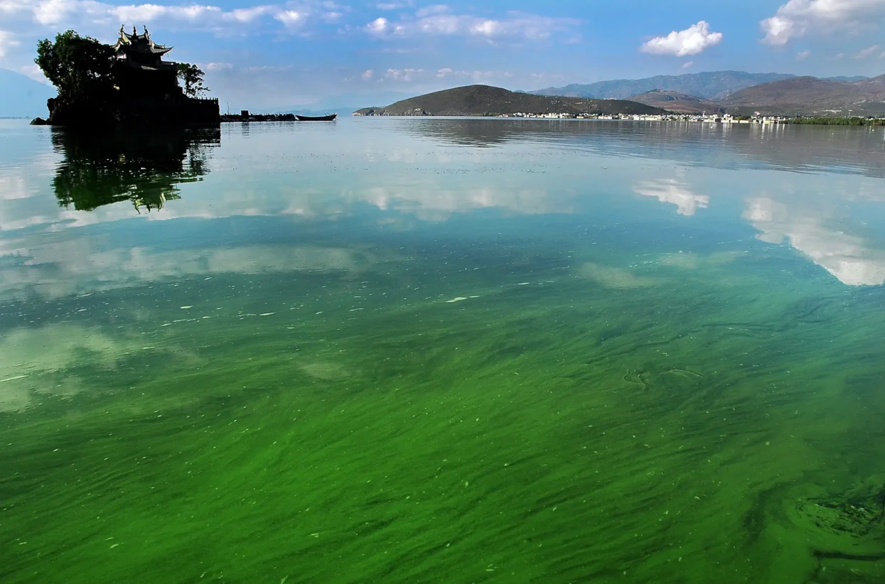 Groene algen in het Erhai meer