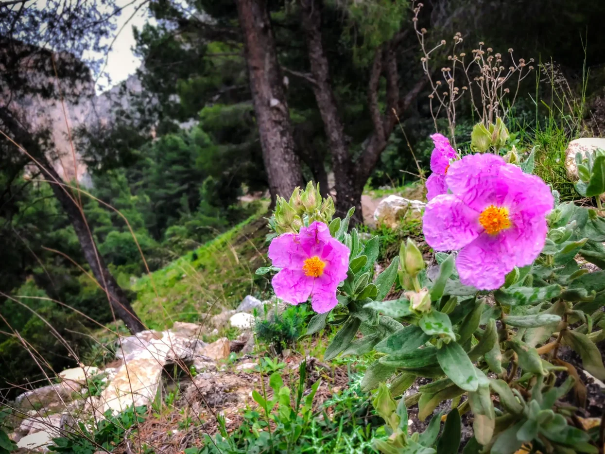 Flora in Hoyo Valley