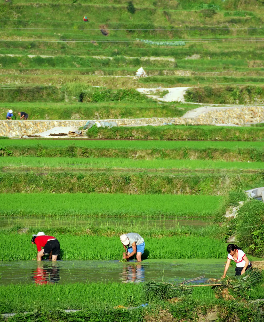 Rijstvelden in Xijiang