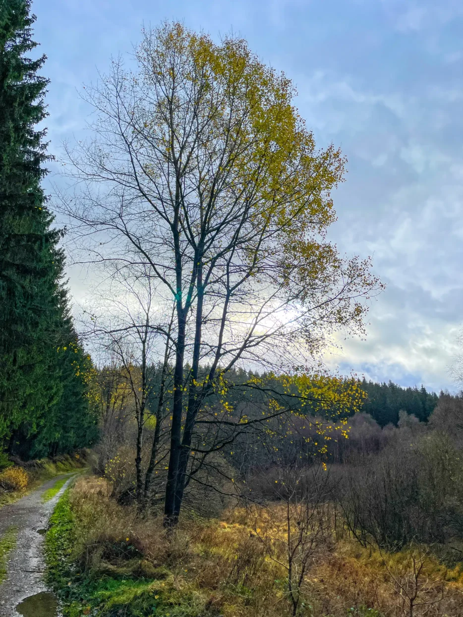 Herfst in het Perlenbachtal