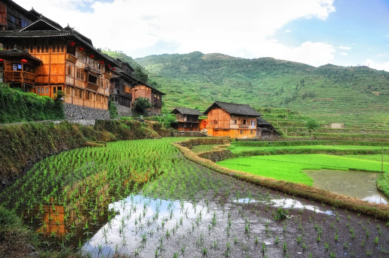 Groene rijstvelden in Xijiang