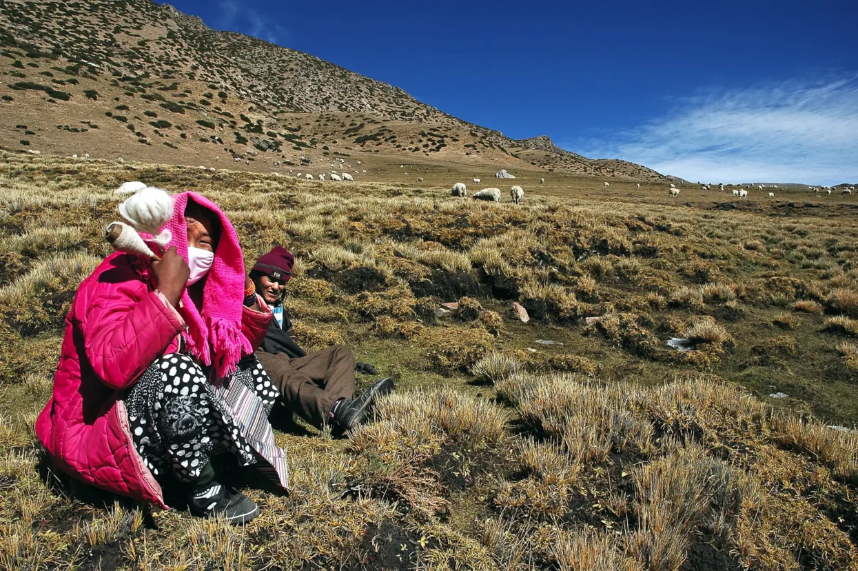 Herderskoppel Tibetaanse hoogvlakte