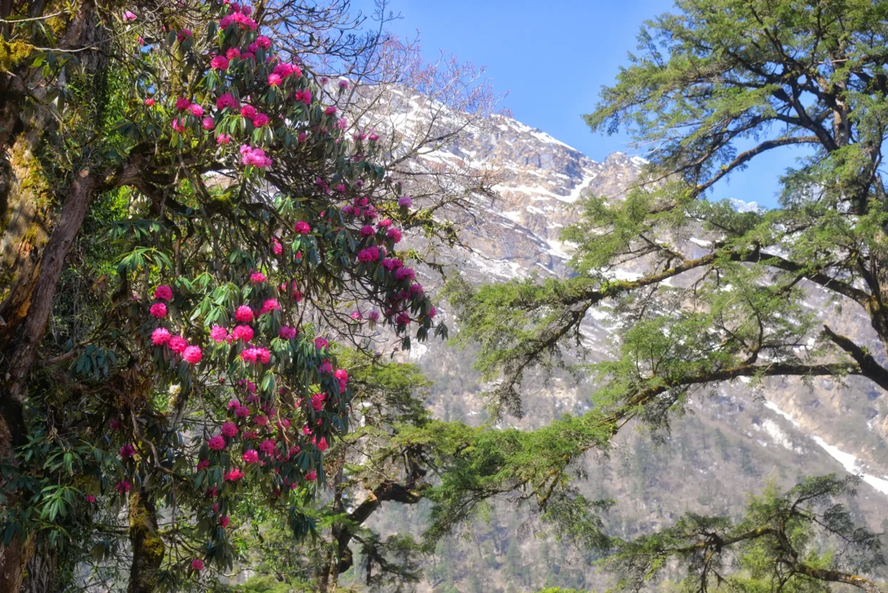 Rododendrons Bagarchhap