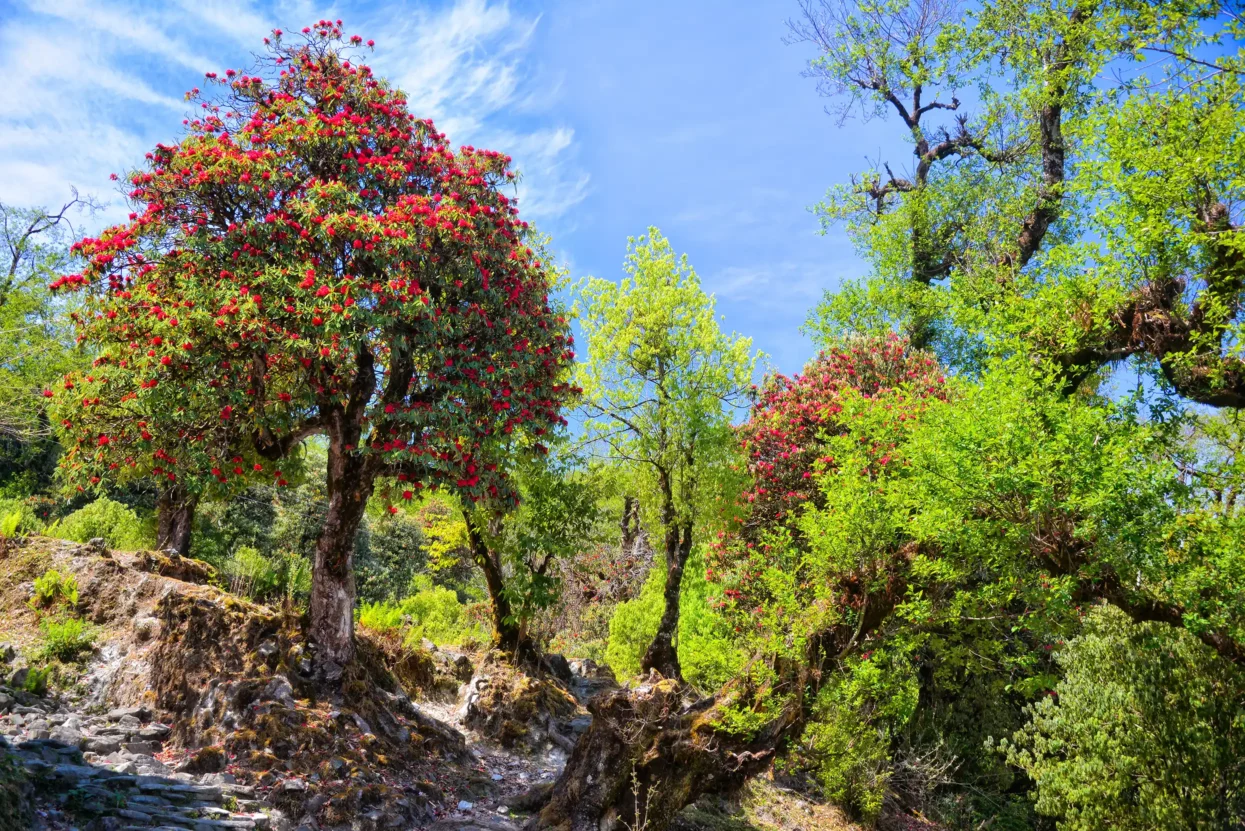 Rododendrons Ghorepani