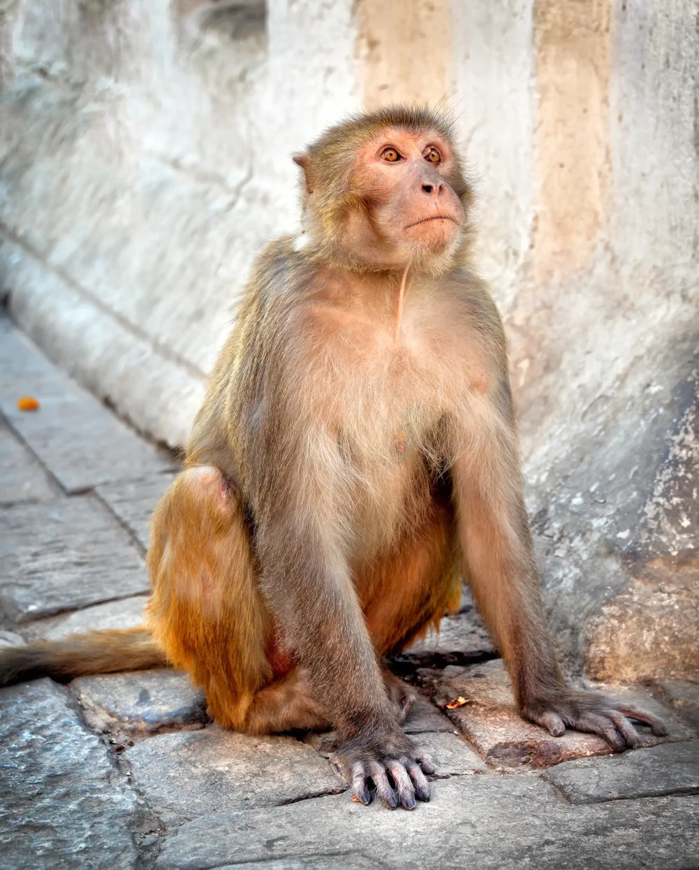 Swayambunath Monkey Temple