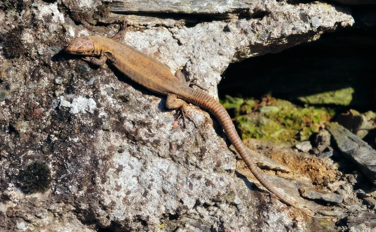 Salamander Trittenheim