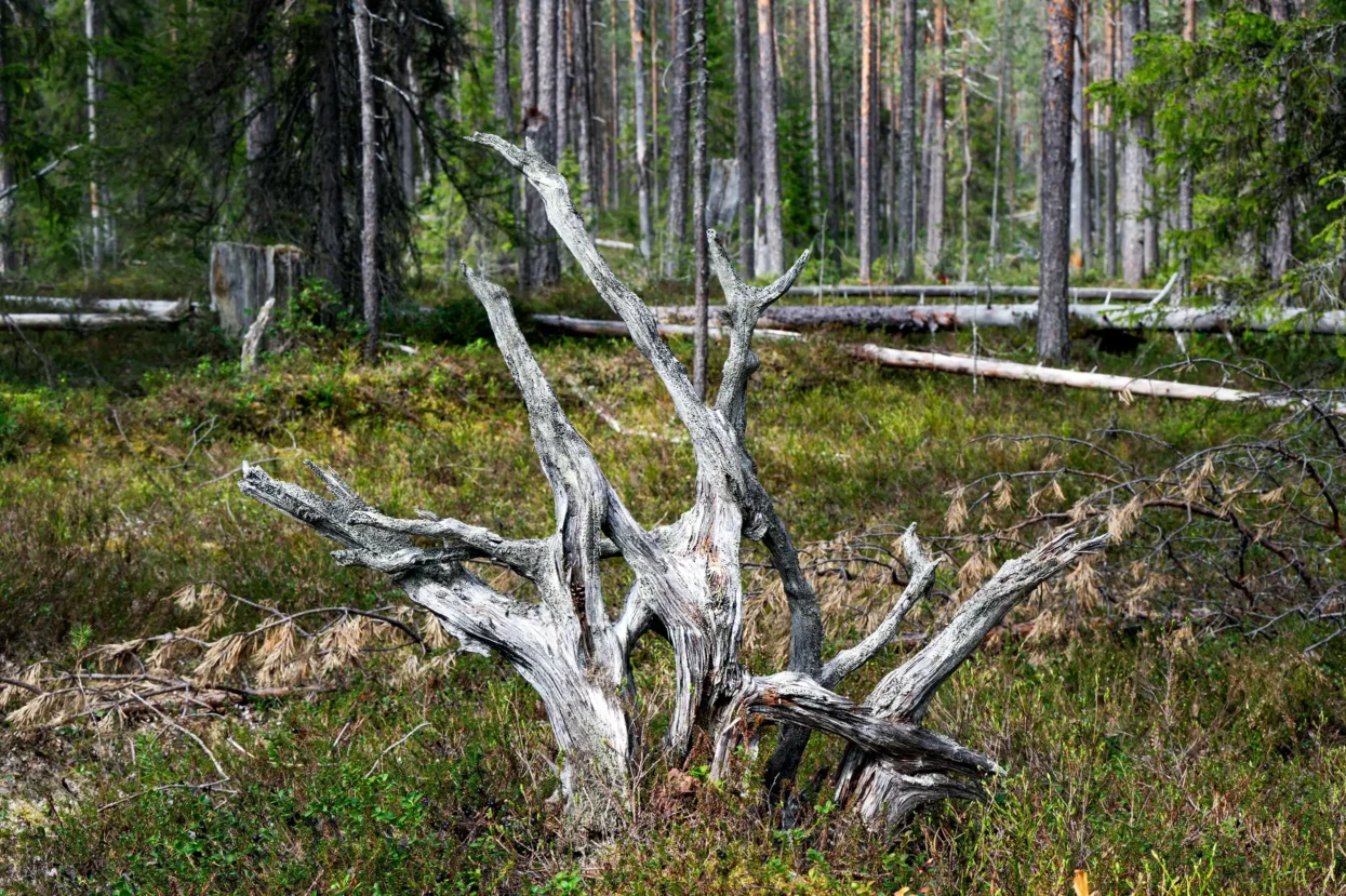 Karhunkierros Trail