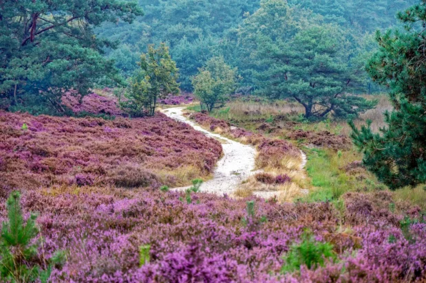 Donderslagse heide