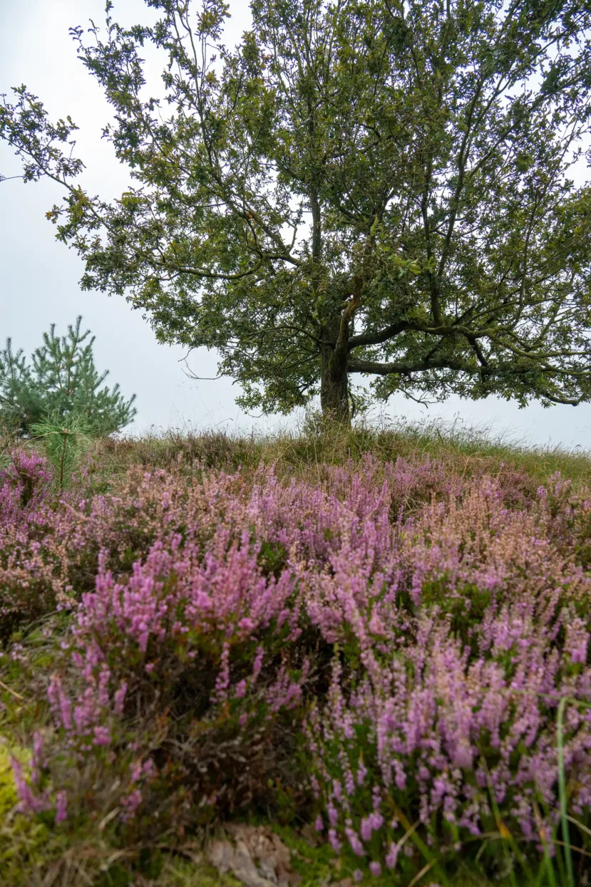 Tenhaagdoornheide