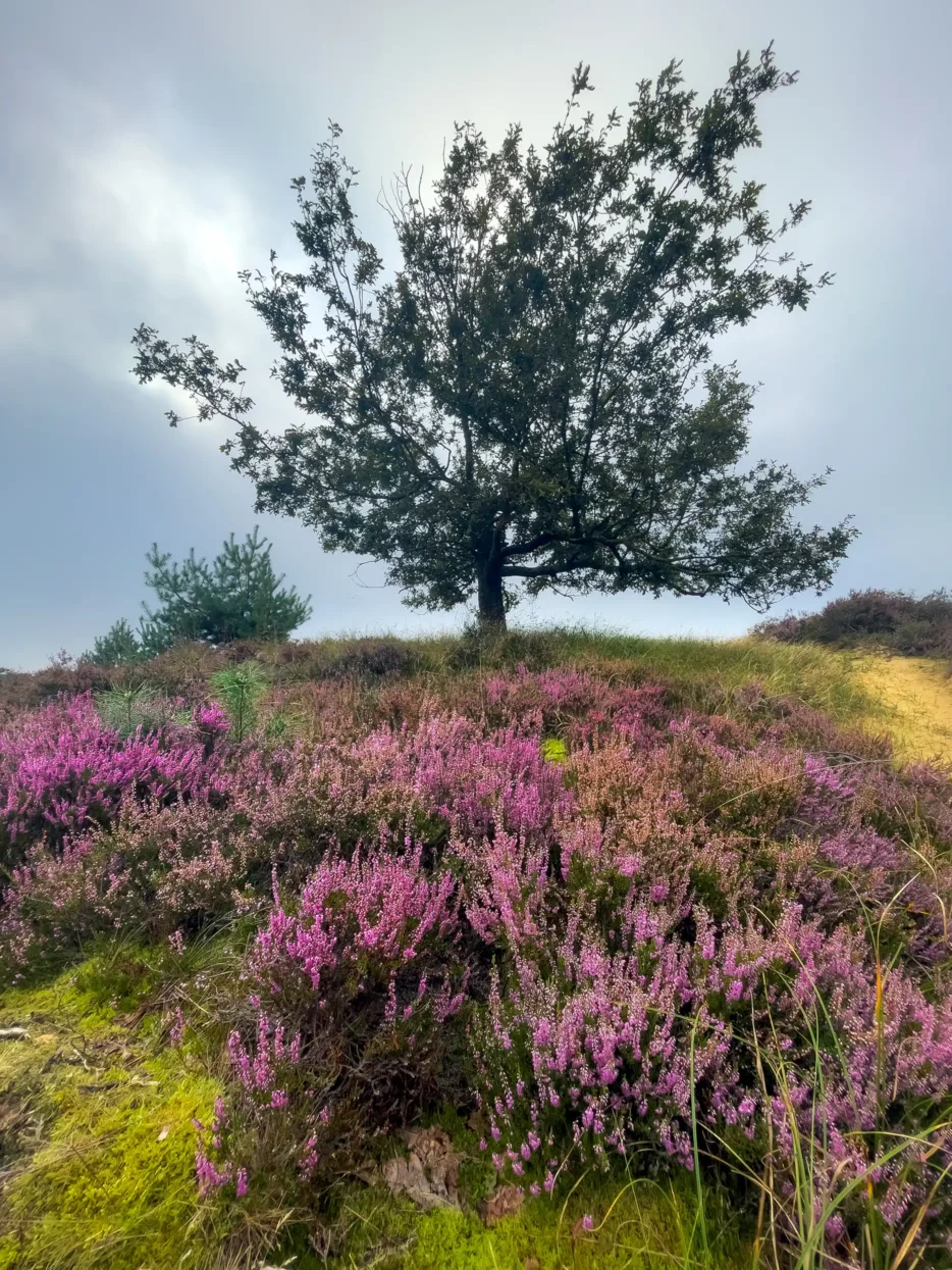 Tenhaagdoornheide