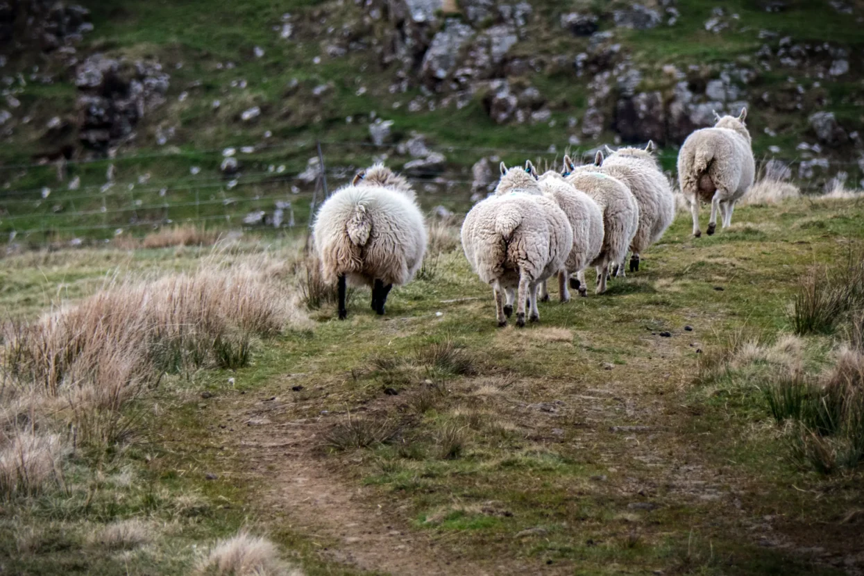 Hinnisdale River Trail