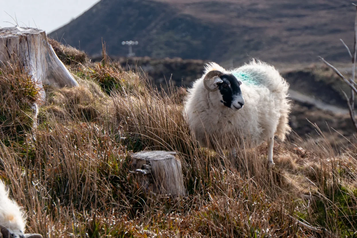 Old Man Of Storr