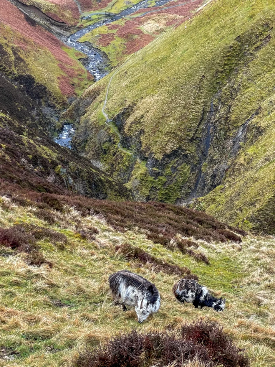 Grey Mare's Tail