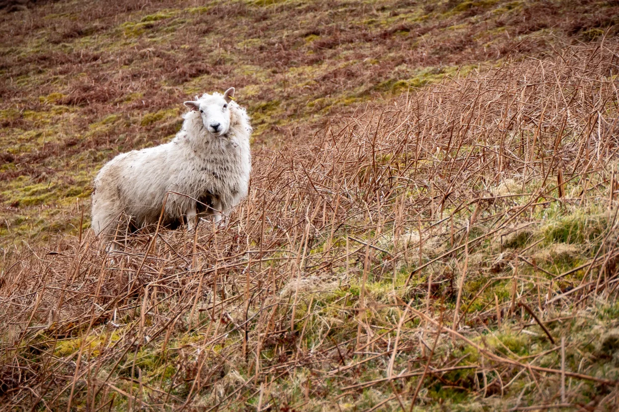 Grey Mare's Tail