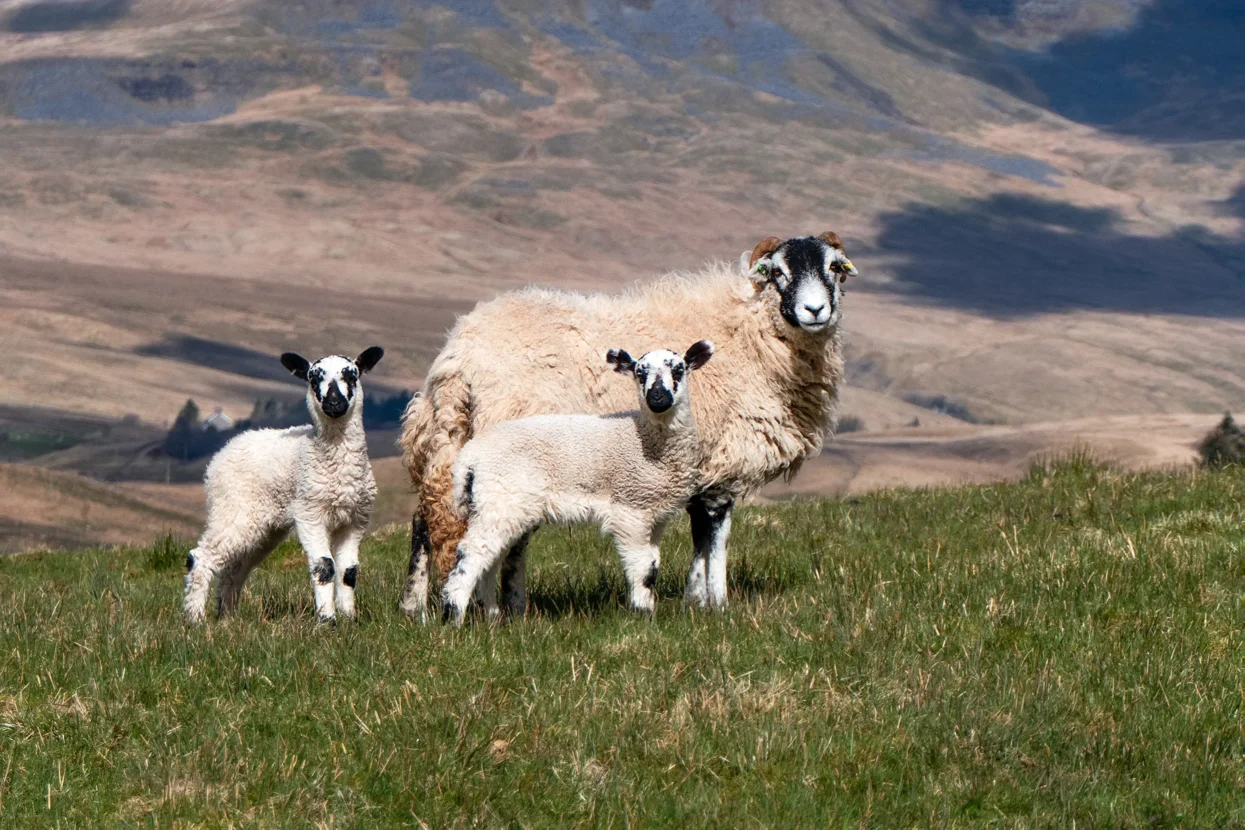 Yorkshire Dales National Park