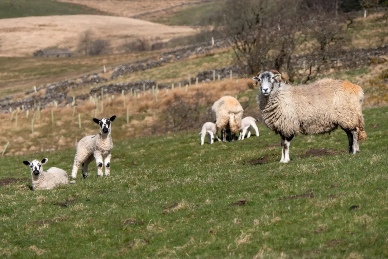 Yorkshire Dales National Park