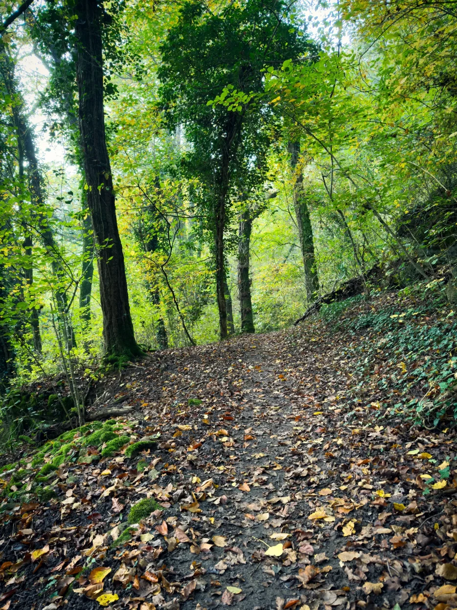Mullerthal Trail