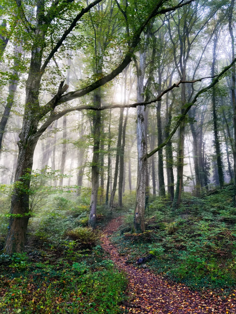 Mullerthal Trail