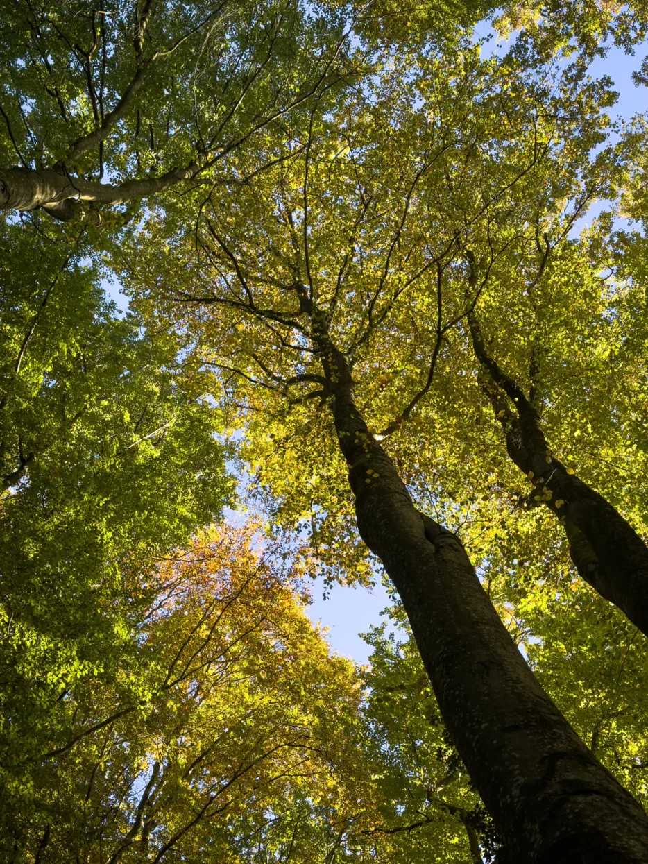 Mullerthal trail