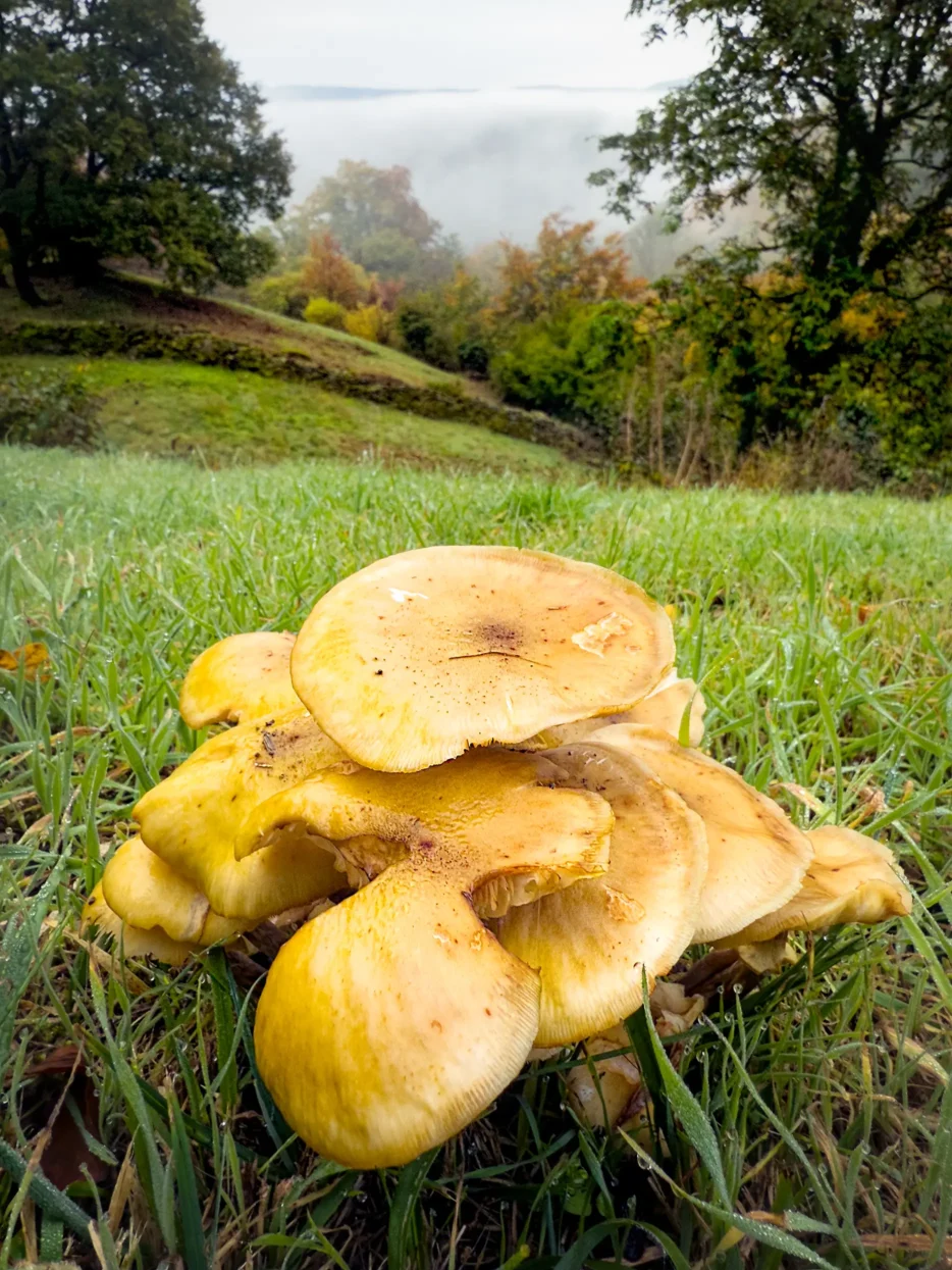 Natuurreservaat Déiwelskopp