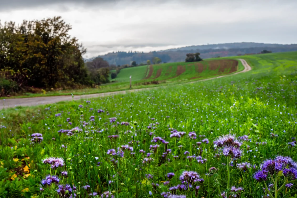 Mullerthal trail bij Mompach