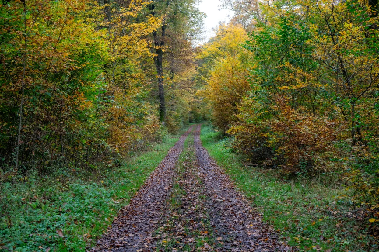 Honsréck, Mullerthal trail