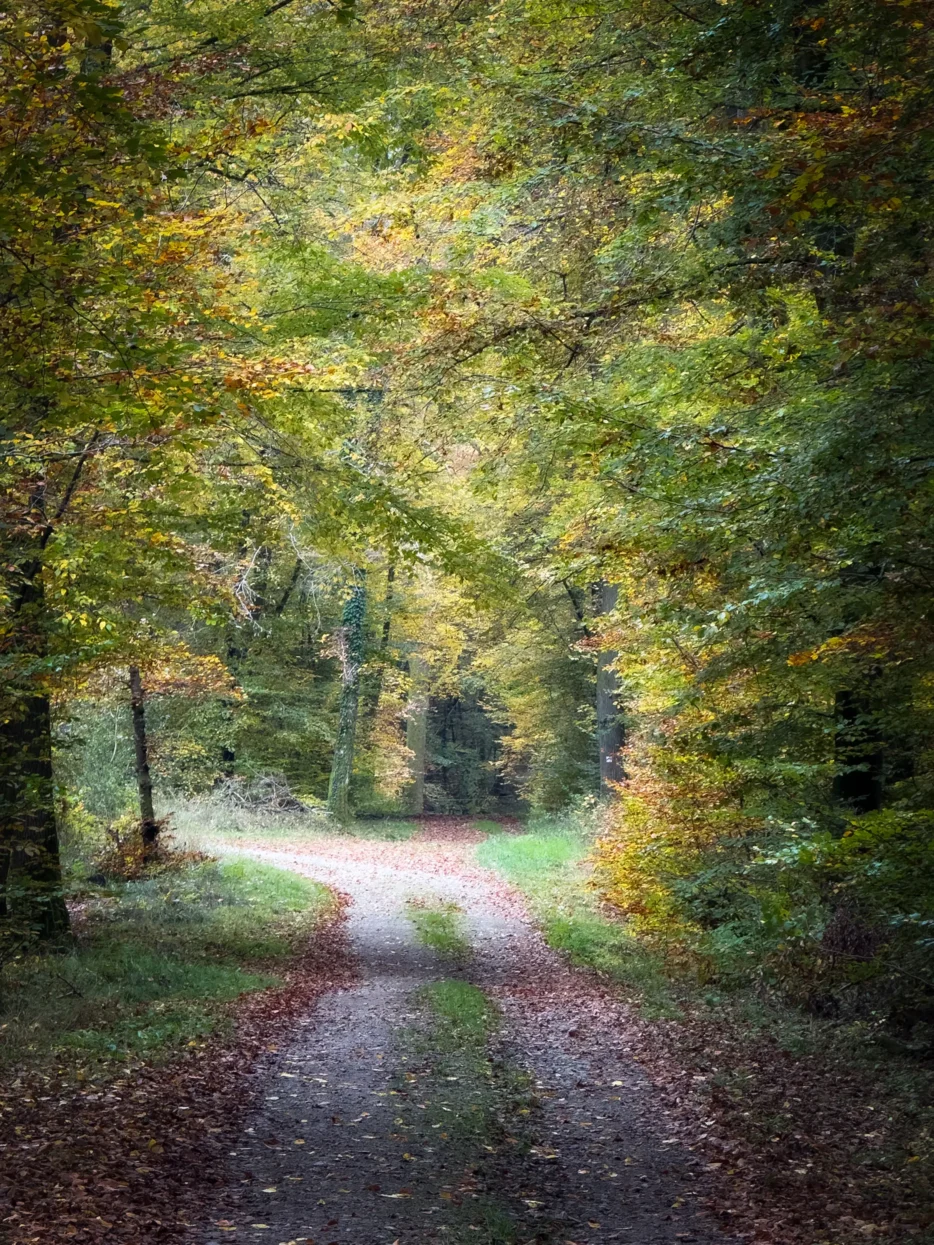 Oude Romeinse weg Hierberbësch natuurreservaat