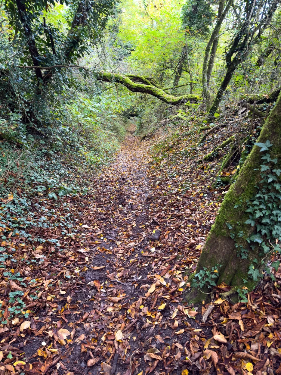 Mullerthal trail